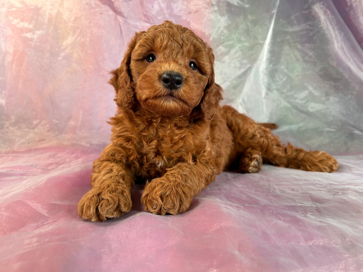 Male F1b Mini Goldendoodle Pup for Sale in Iowa DOB 4-3-2023 $1800